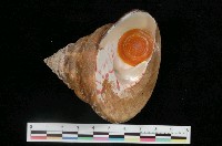 藏品(牛蹄鐘螺)的圖片